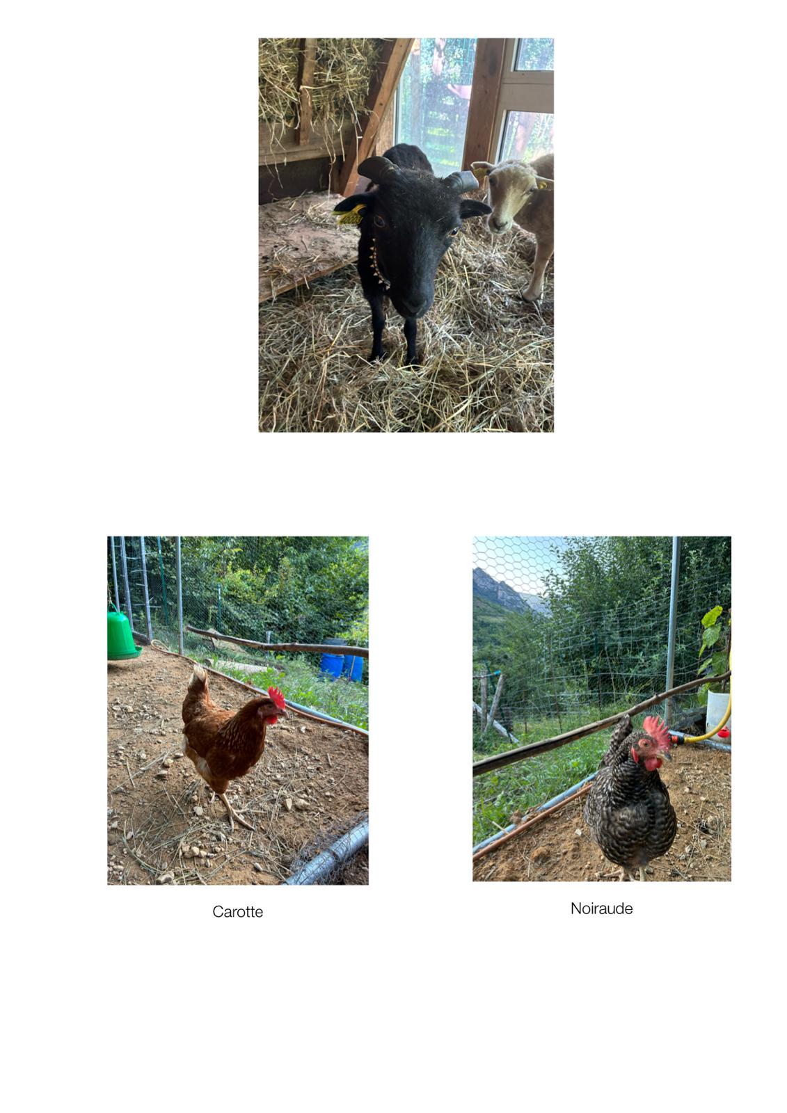 Mini ferme de decouverte