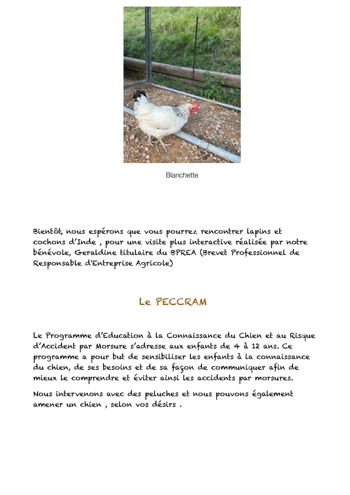 Programme d'education a la connaissance du chien et au risque d'accident par morsure
