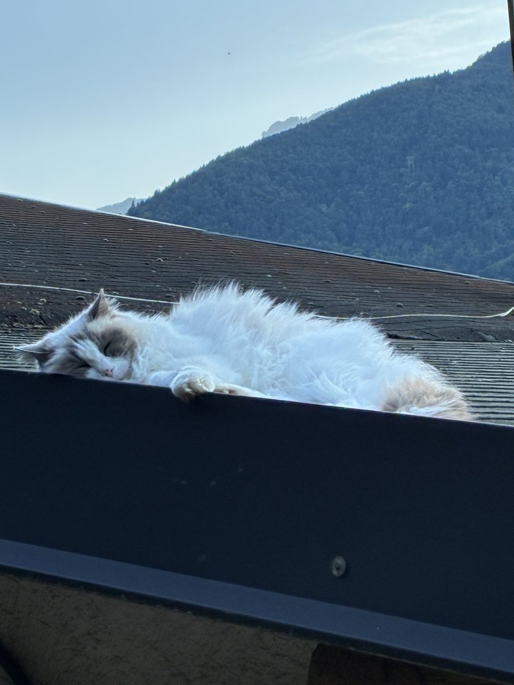 Béa, chatte de médiation