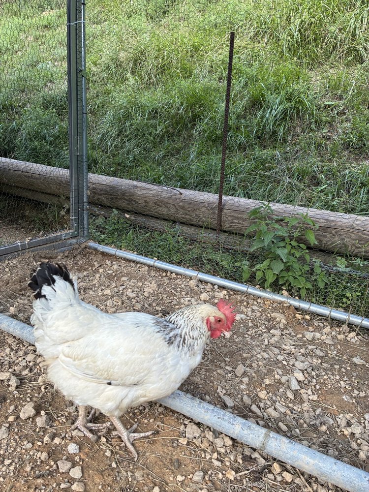 Blanchette, poule de médiation