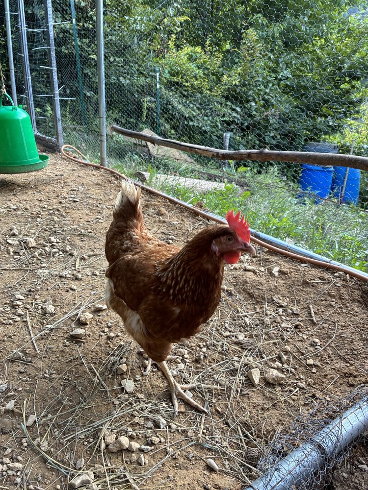 Carotte, poule de médiation