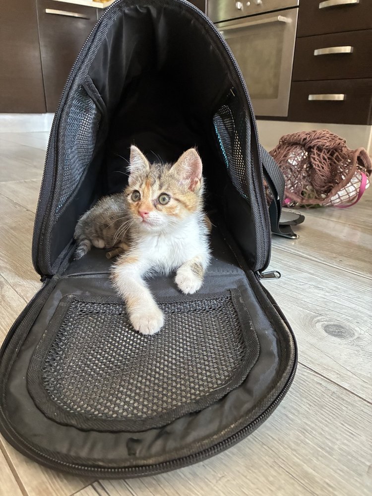 Mistic, chat de médiation