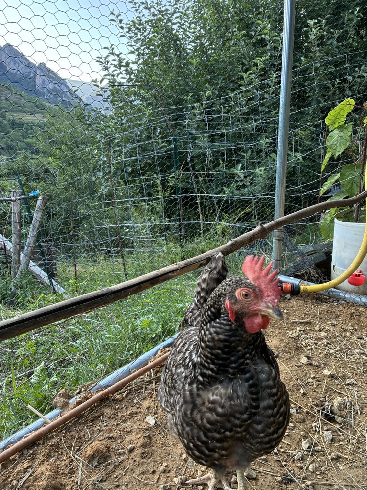 Noiraude, poule de médiation