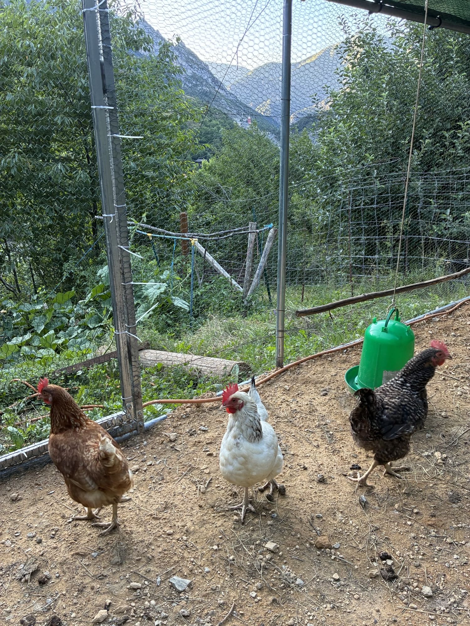 Poules de la mini ferme de découverte à Tende